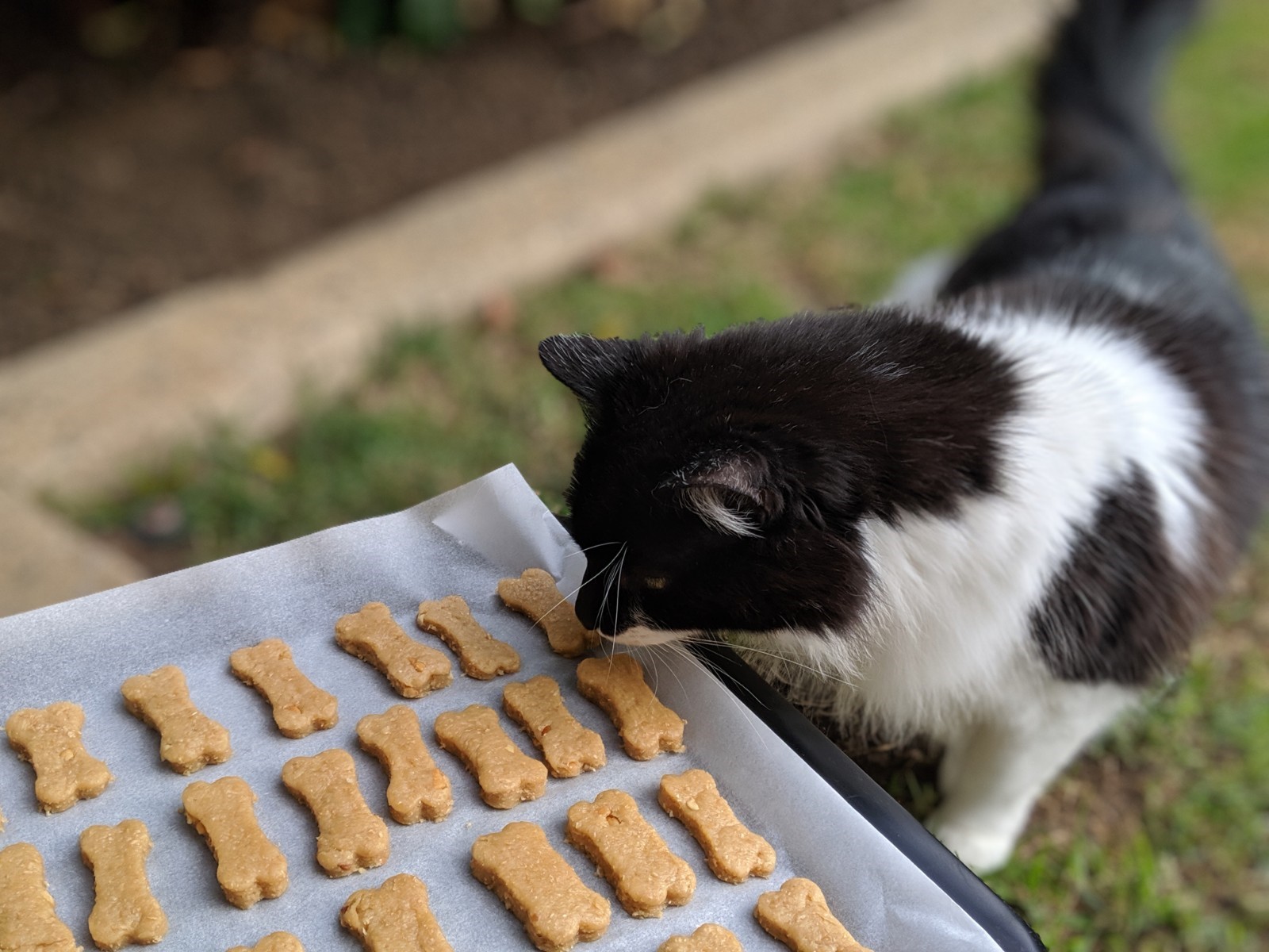 Cat Food &amp; Treats
